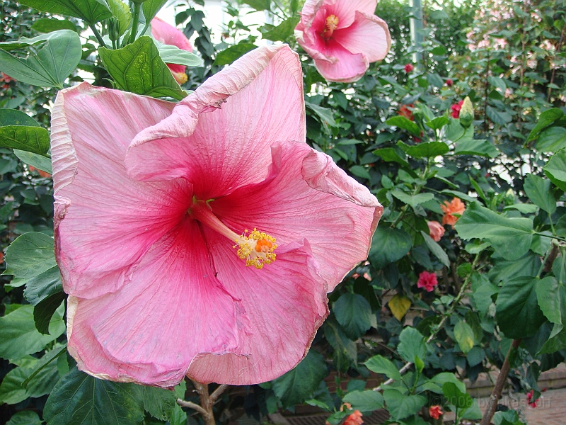 344 Longwood Gardens [2008 August 23].JPG - Longwood Gardens in Pennsylvania